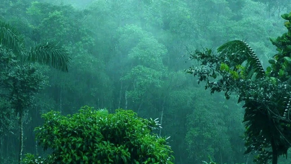 Дождь в джунглях