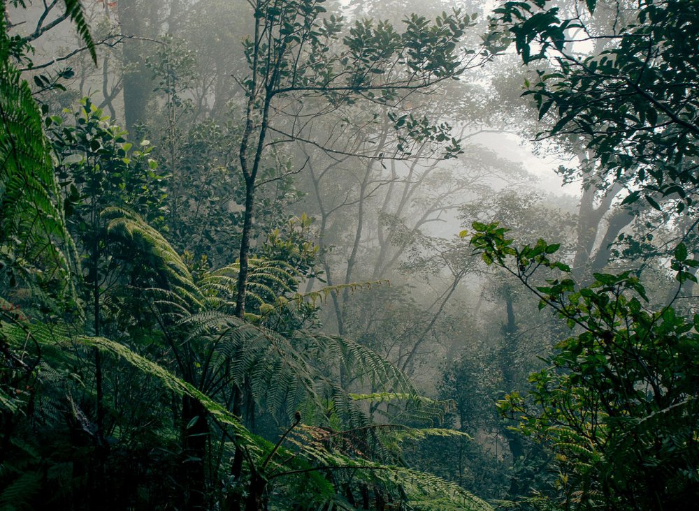 Дождевые леса Юго-Восточной Азии
