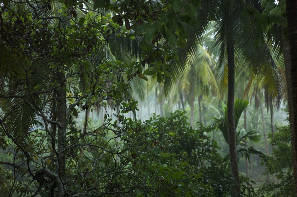 Тропические леса Тайланда