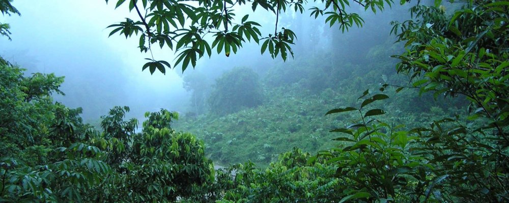 Калимантан джунгли Индонезия