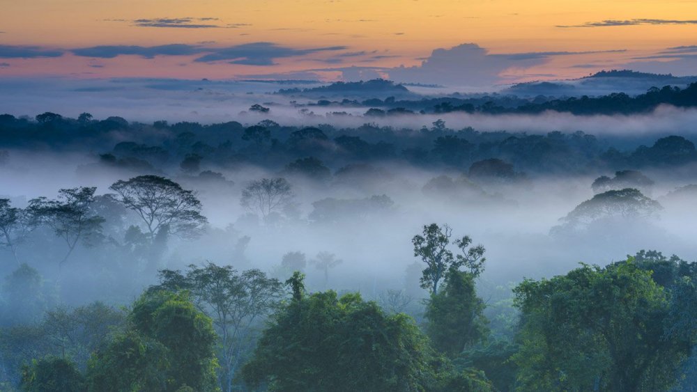 Amazon Rainforest=тропические леса амазонки