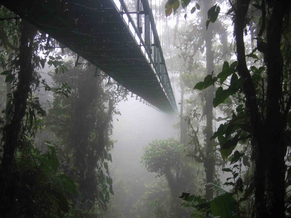 Подвесные мосты канопи, Борнео