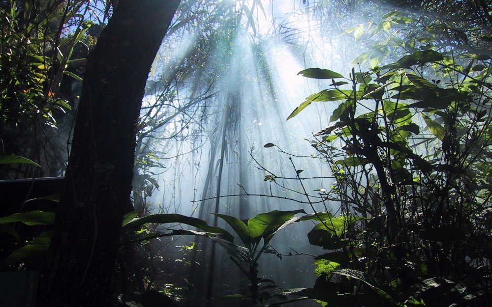 Дождливый тропический лес