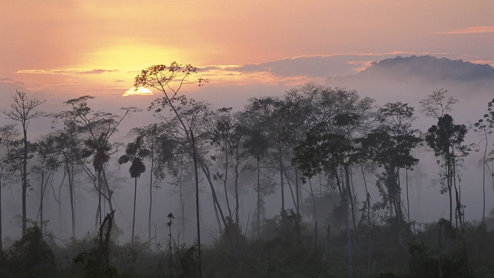 Туманные тропические леса