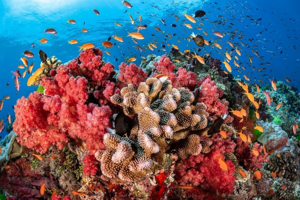 Коралловые рифы бывают трех типов береговые