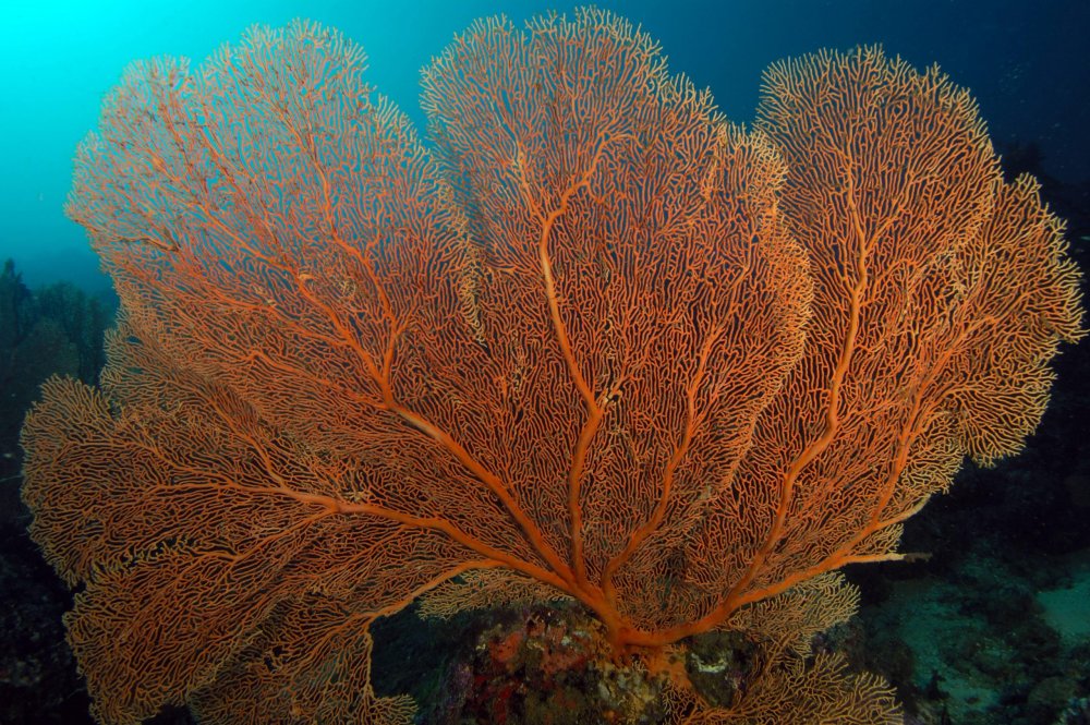 Роговой коралл Gorgonia