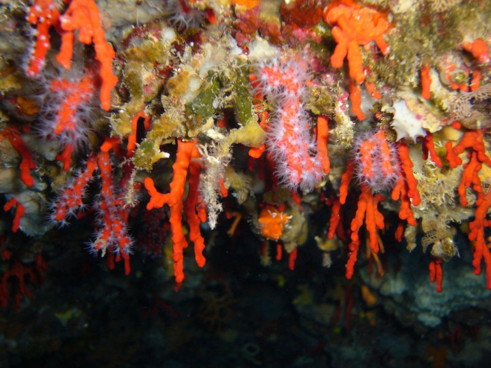 Corallium rubrum (Кораллиум рубрум) коралл красный