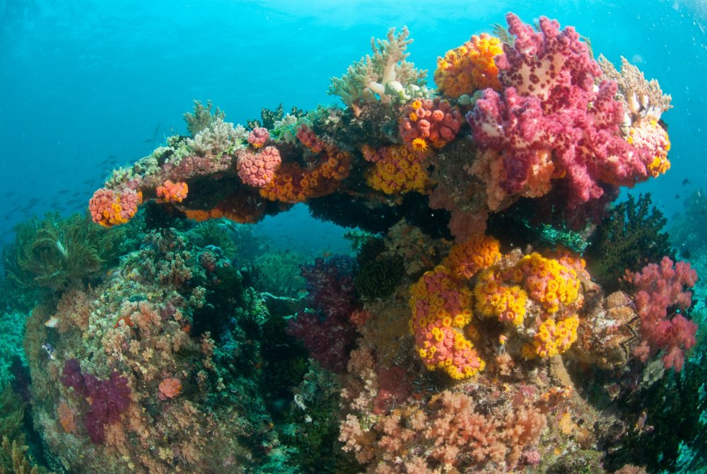 Теплые тропические моря для коралловых полипы