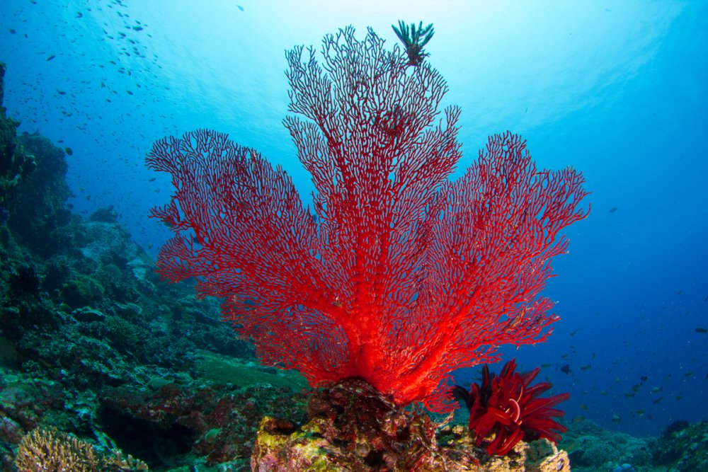 Веерный трубчатый коралл