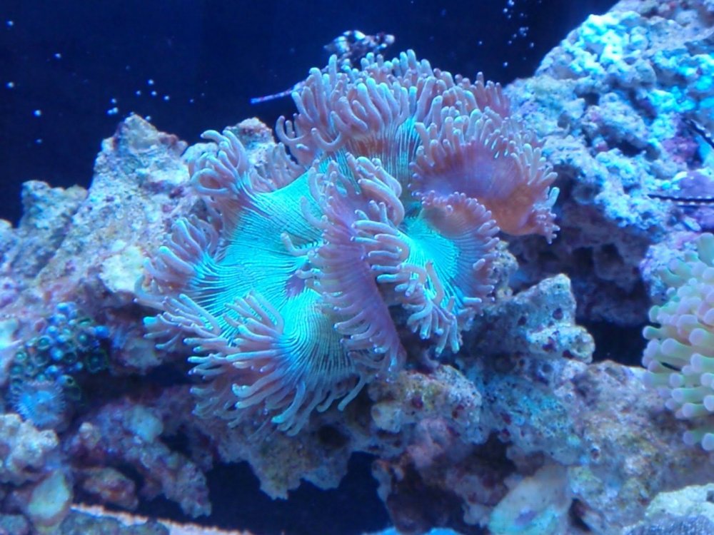 Веерный коралл