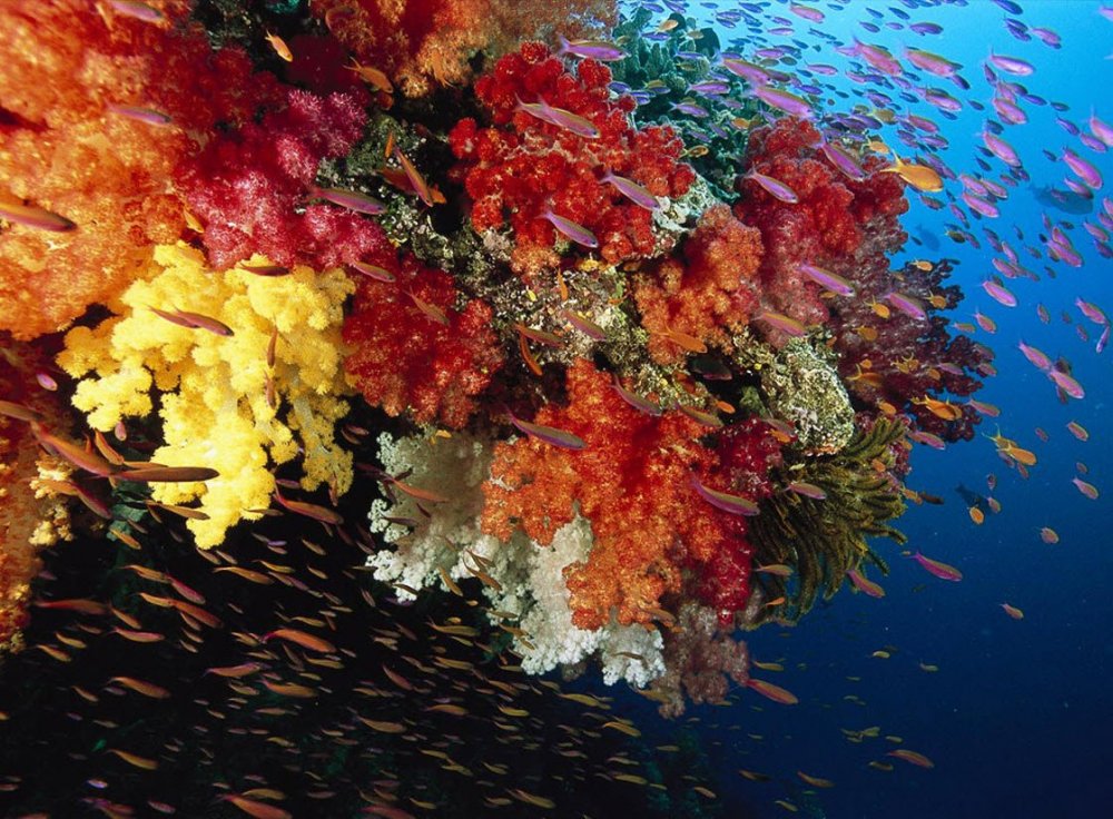 Белизский Барьерный риф кораллы