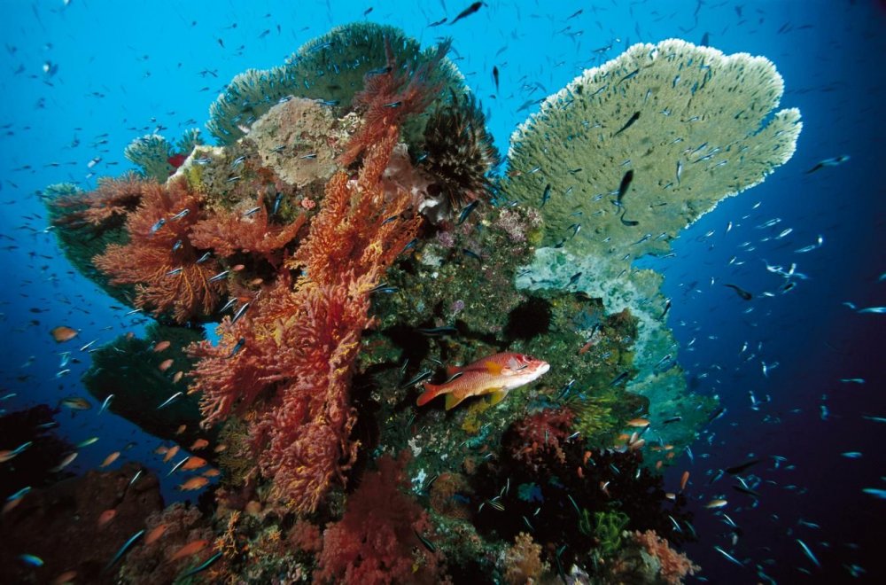Мезоамериканский Барьерный риф