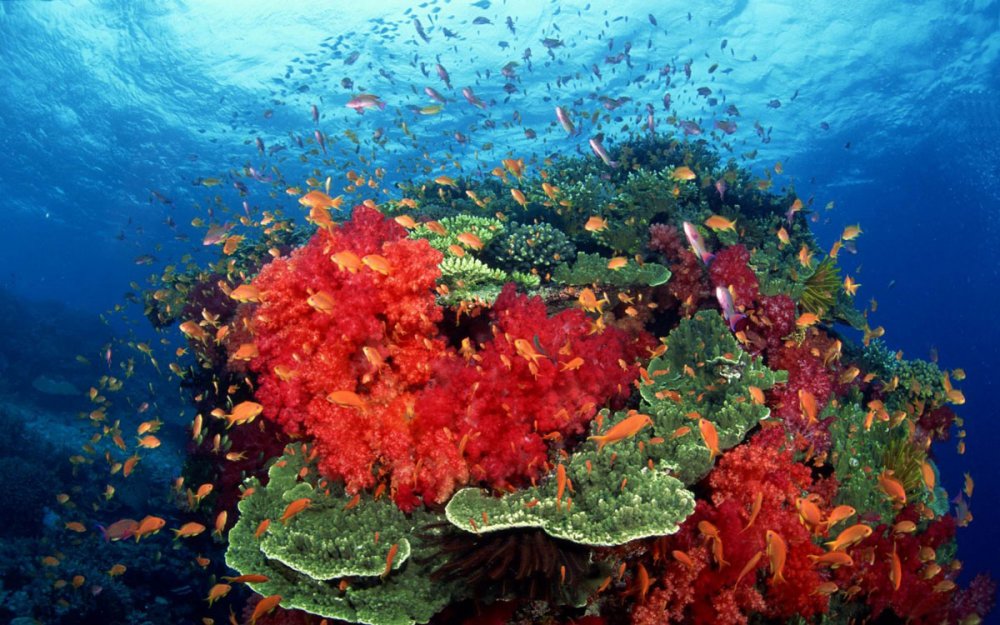 Барьерный риф Тихого океана