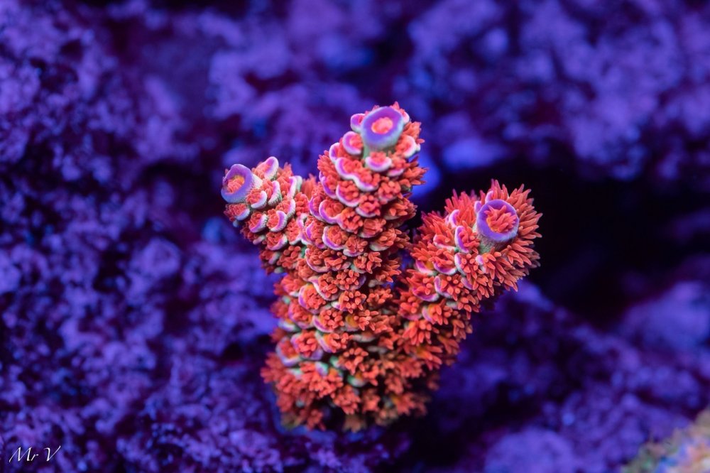 Акропора розовая коралл