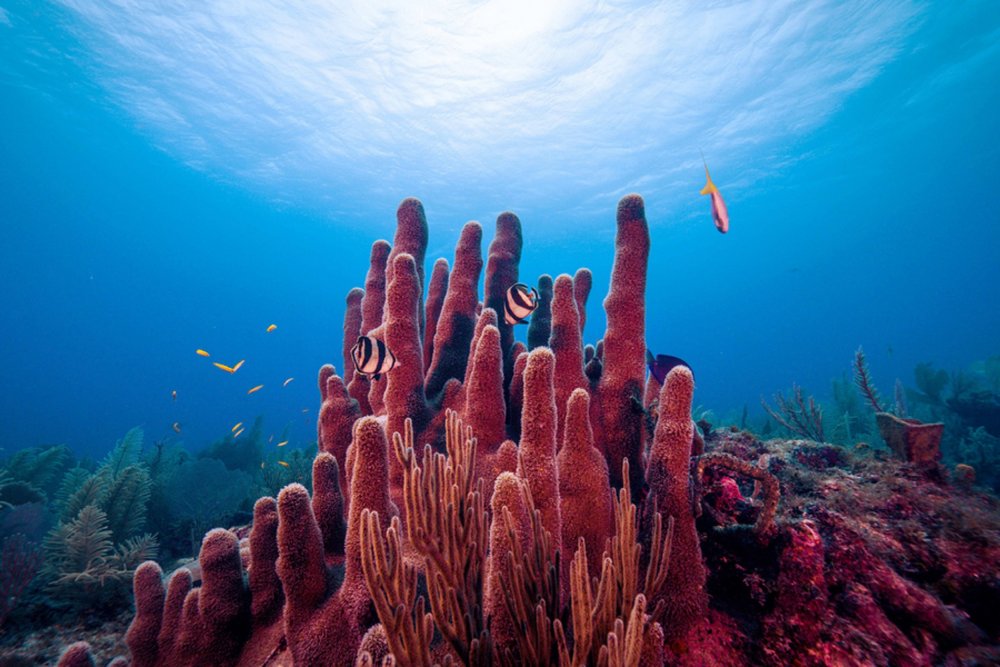 Коралловый риф выглядывает из воды
