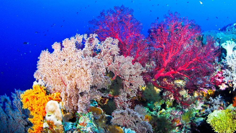 Коралловые рифы в шармаль Шейхе