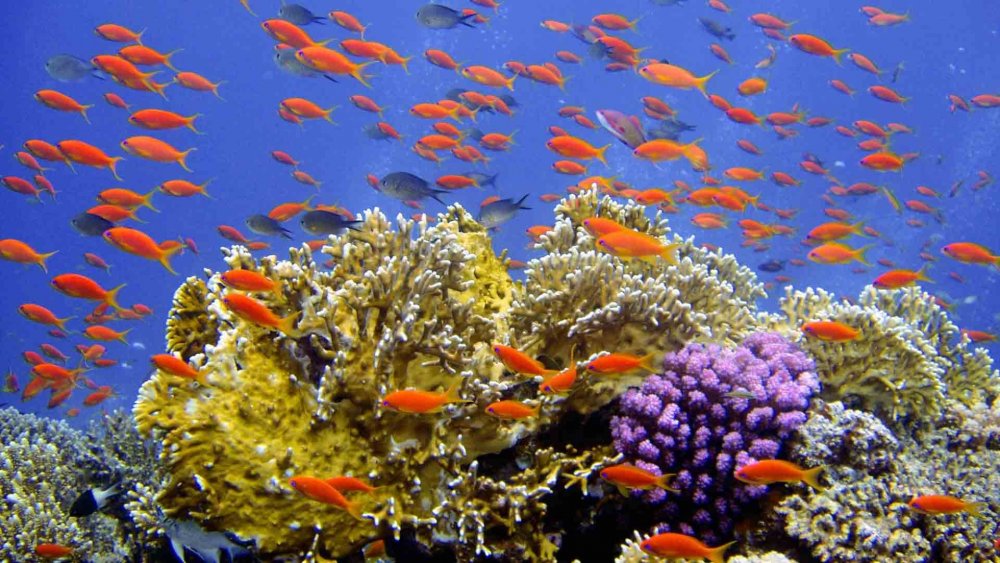 Барьерный риф вид снизу рыбы