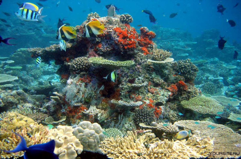 Коралловые рифы Мальдивы дайвинг