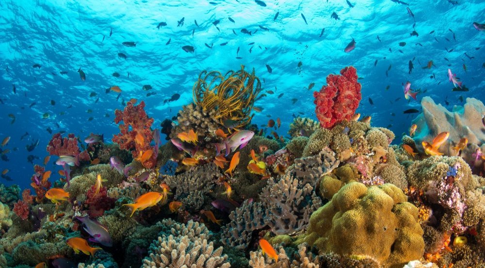 Обитатели кораллового рифа красного моря