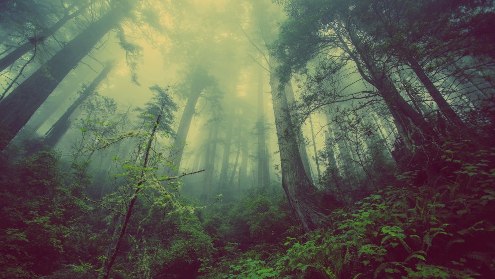 Беловежская пуща туманный лес