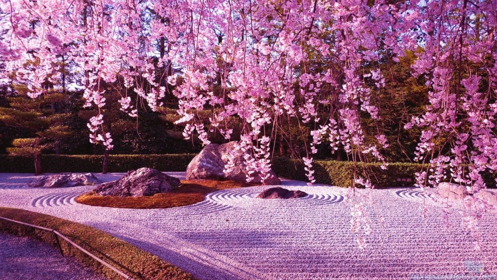 Цветущие деревья в японии (48 фото) - 48 фото