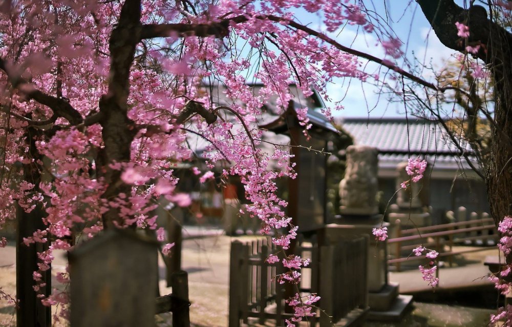 Цветущие деревья в японии (48 фото) - 48 фото
