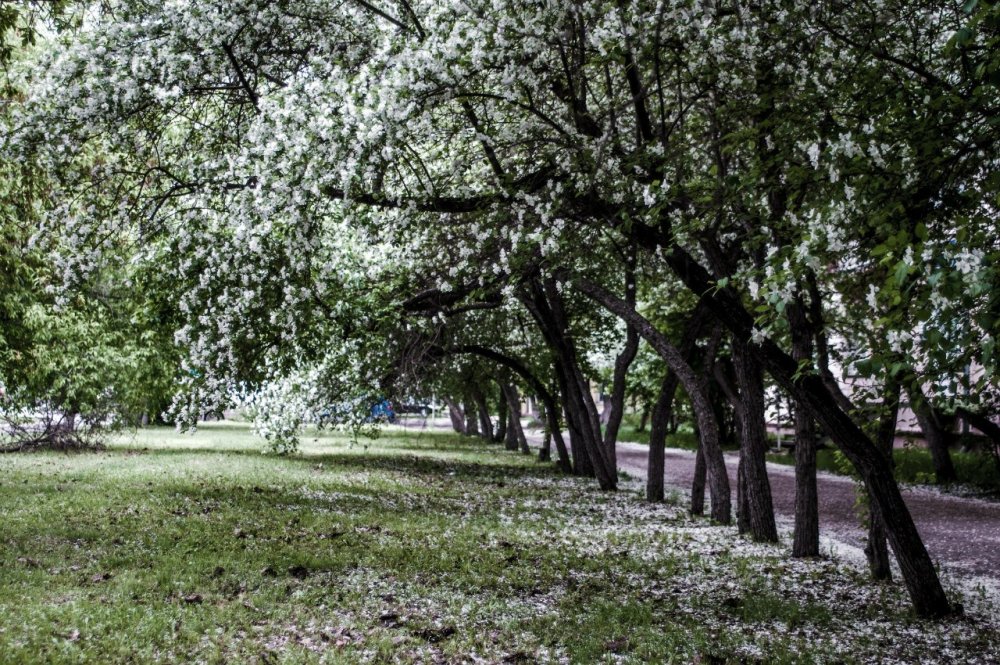 Яблоневая аллея Автозаводский парк