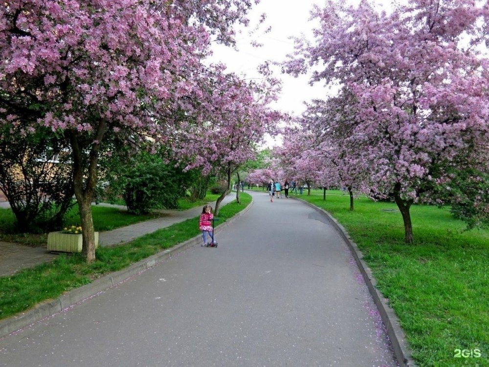 Екатерининский парк цветет Сакура