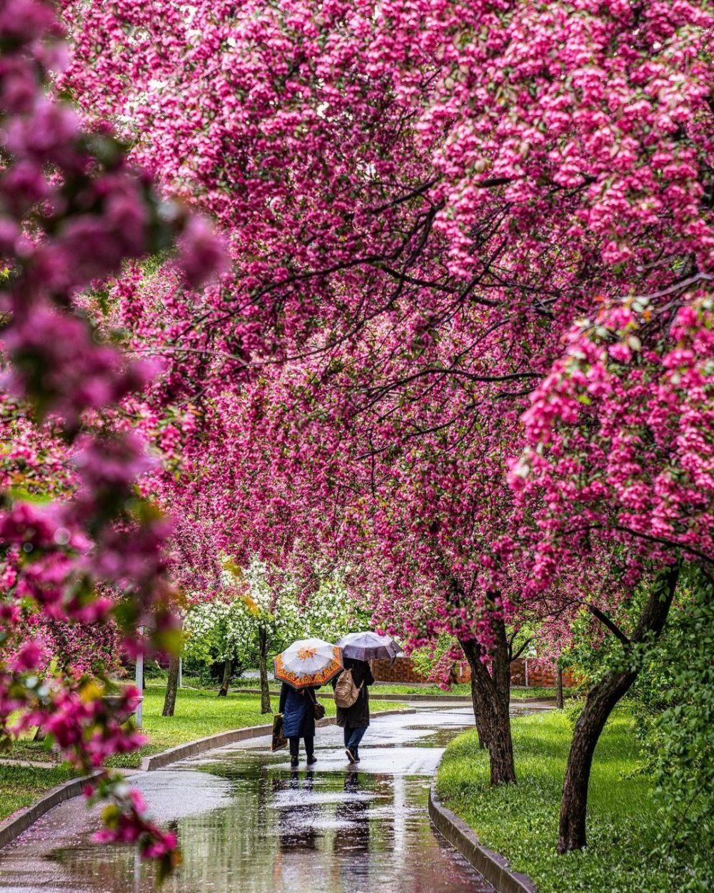 Яблоневый сад Екатерининский парк
