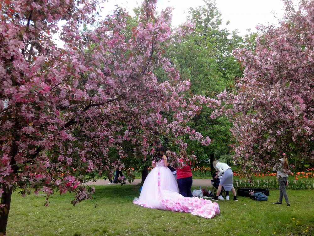 Парк Коломенское цветение яблонь
