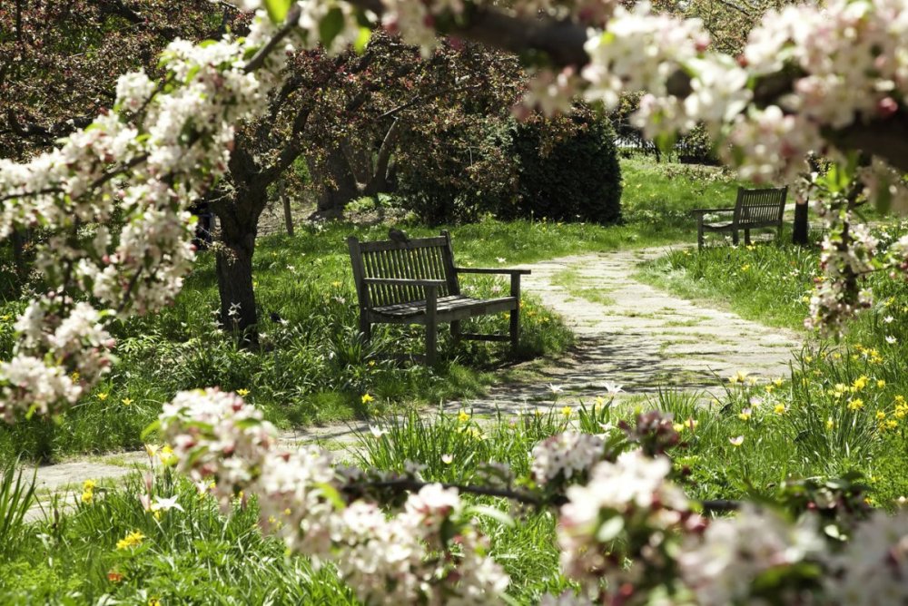 Скамейка в цветущем саду