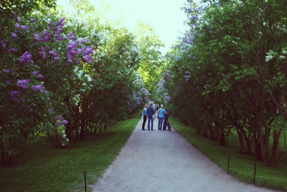 Сиреневая аллея в Екатерининском парке в Пушкине