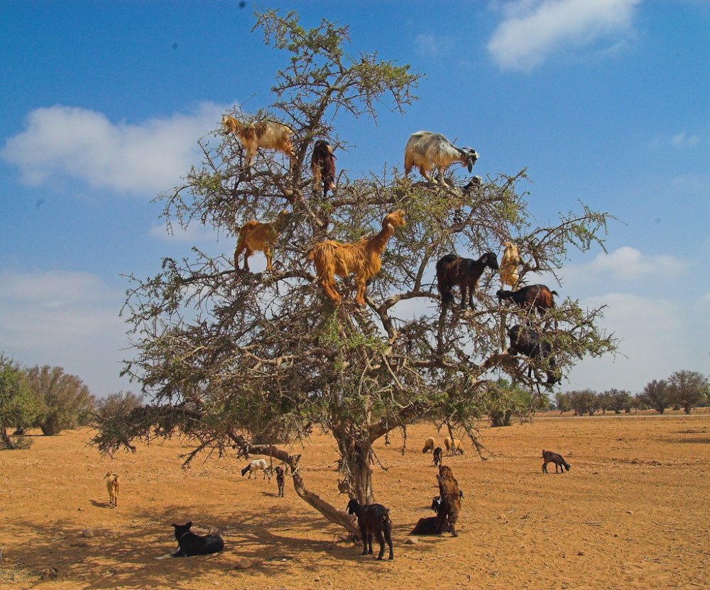 Дерево аргана Марокко