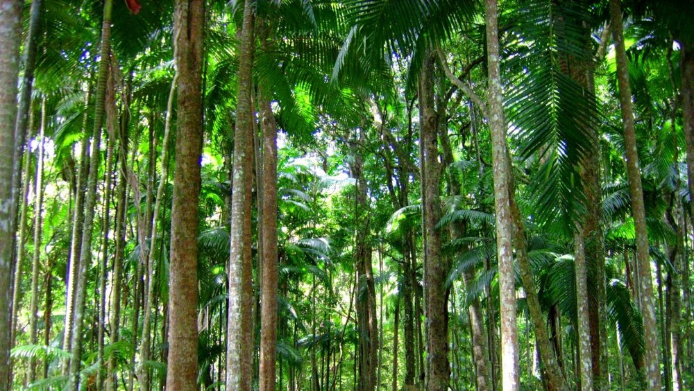 Биом тропический лес