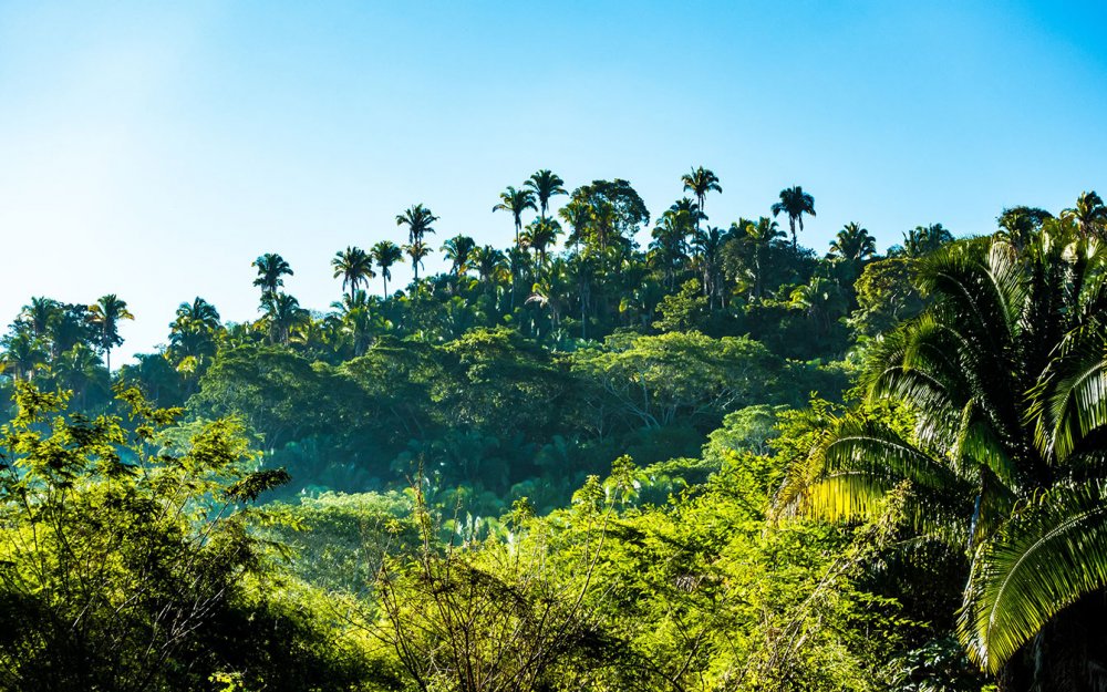 Панорама тропического леса