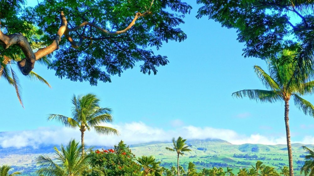Гавайи джунгли