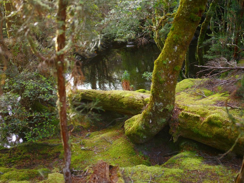 Tasmanian Wilderness World Heritage area,