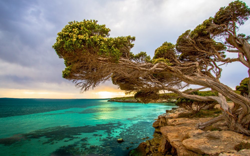 Дерево Чинары на берегу чёрного моря