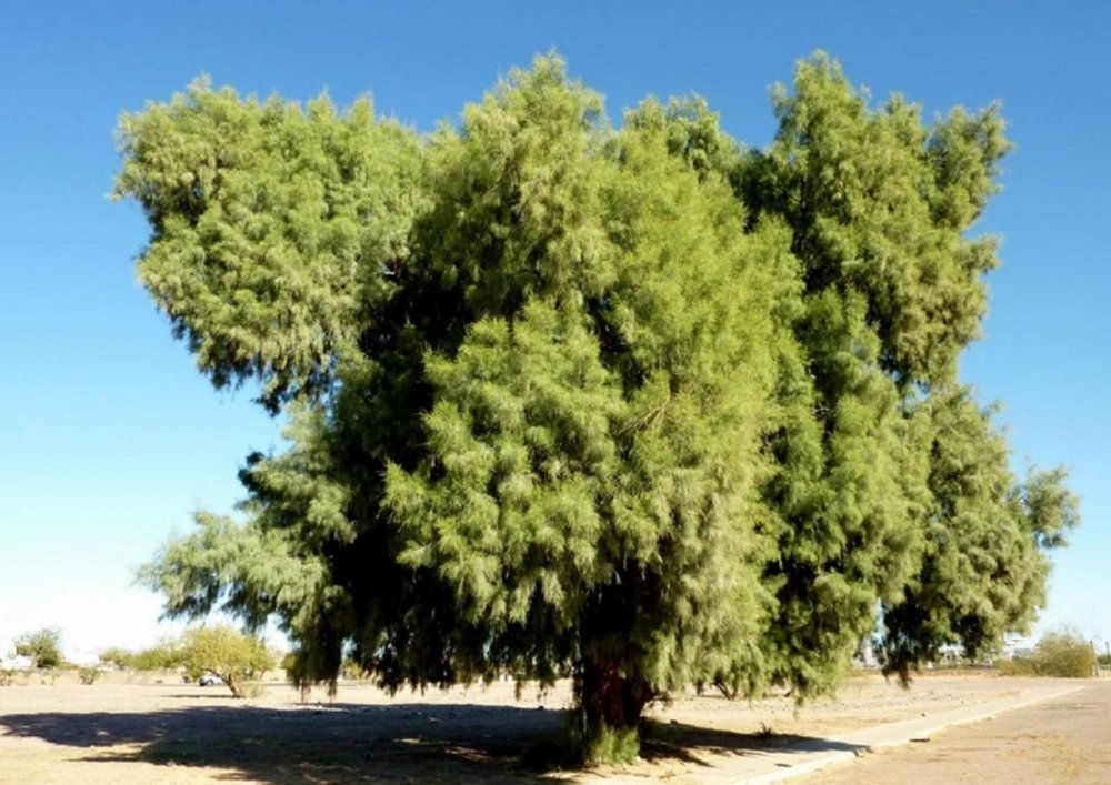 Тамариск дерево Египет