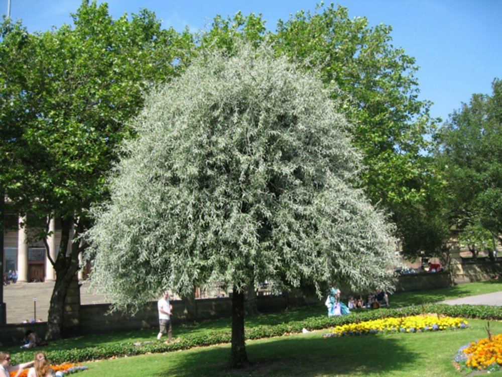 Груша иволистная (Pyrus salicifolia)