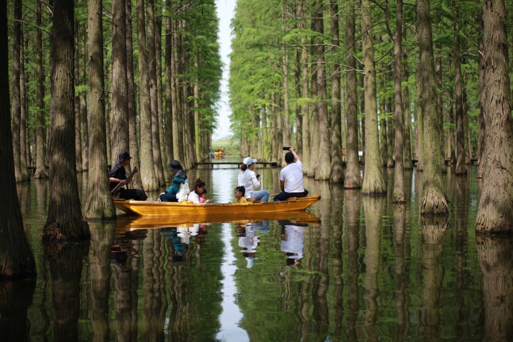 Водный лес в Китае