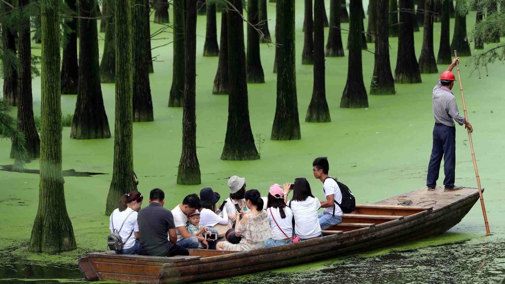 Водный лес в Ухане Китай