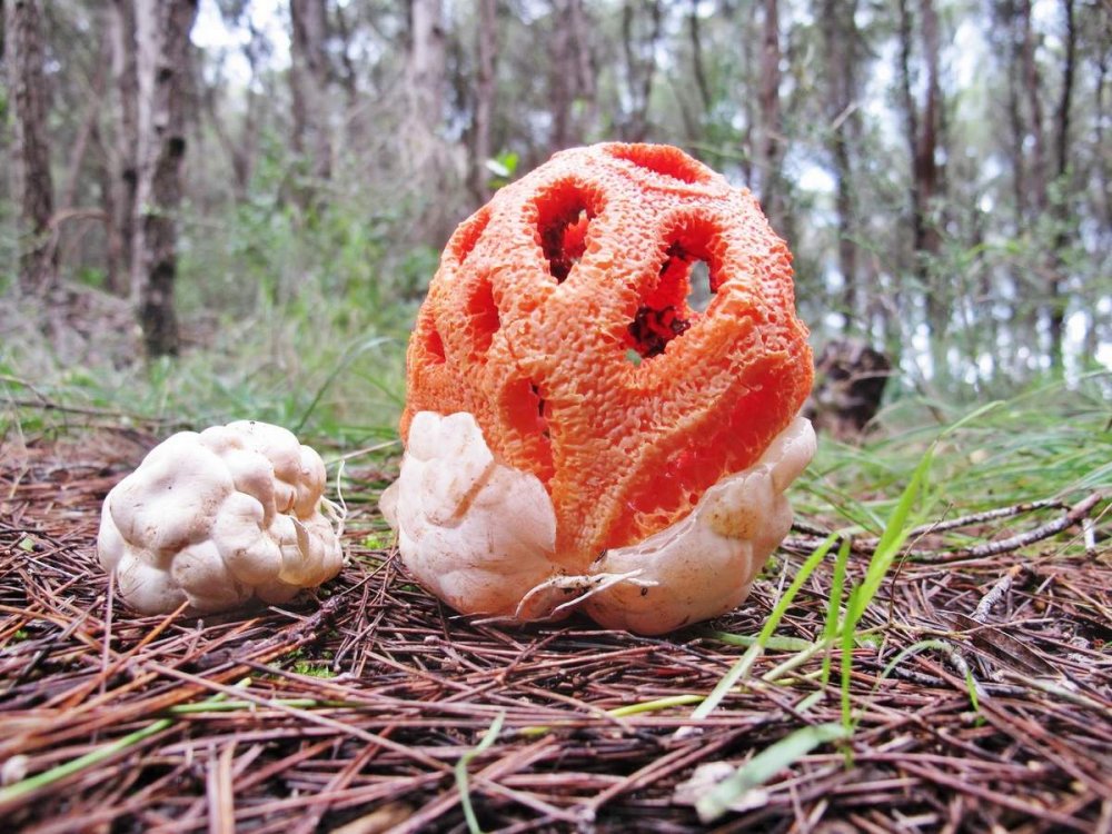 Решеточник красный гриб (65 фото) - 65 фото