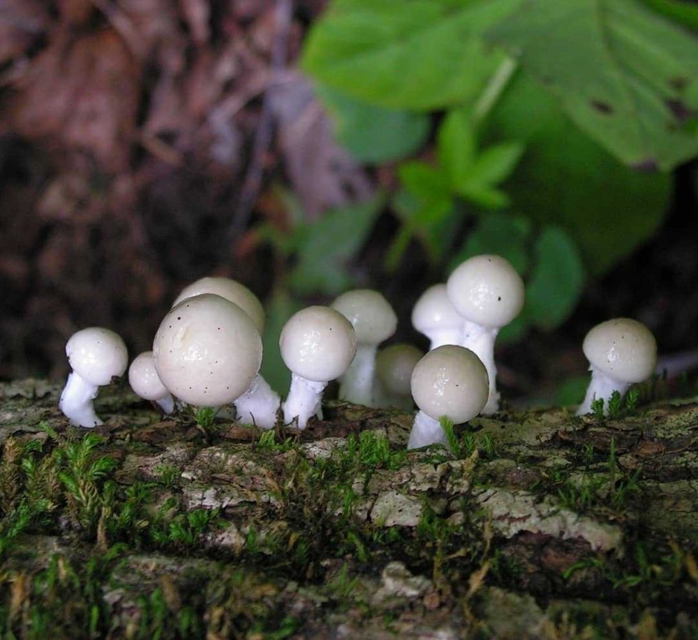 Необычные грибы, которые я встретил в этом сезоне | Е.П.Р.С.Т. | Дзен