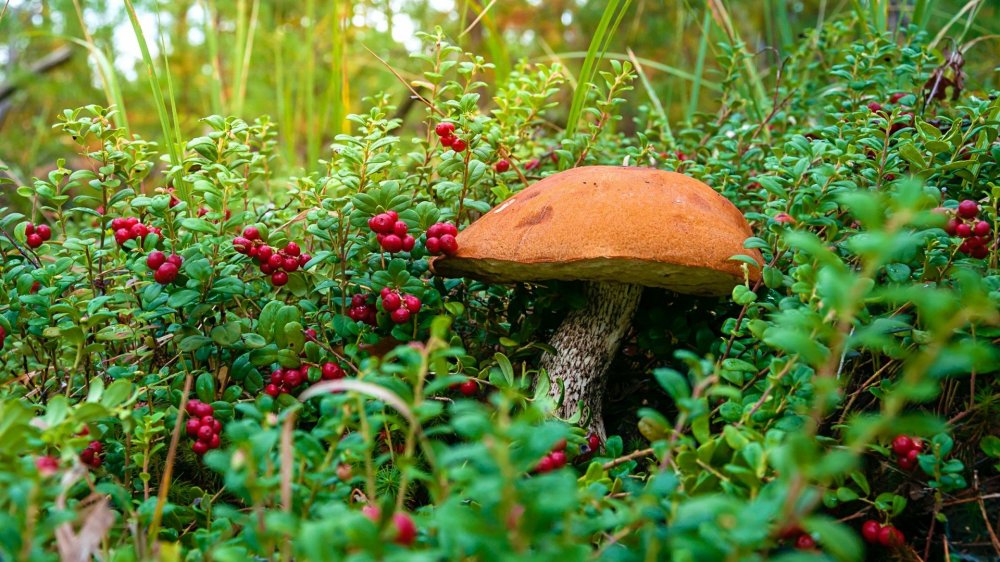 Природа лес грибы ягоды
