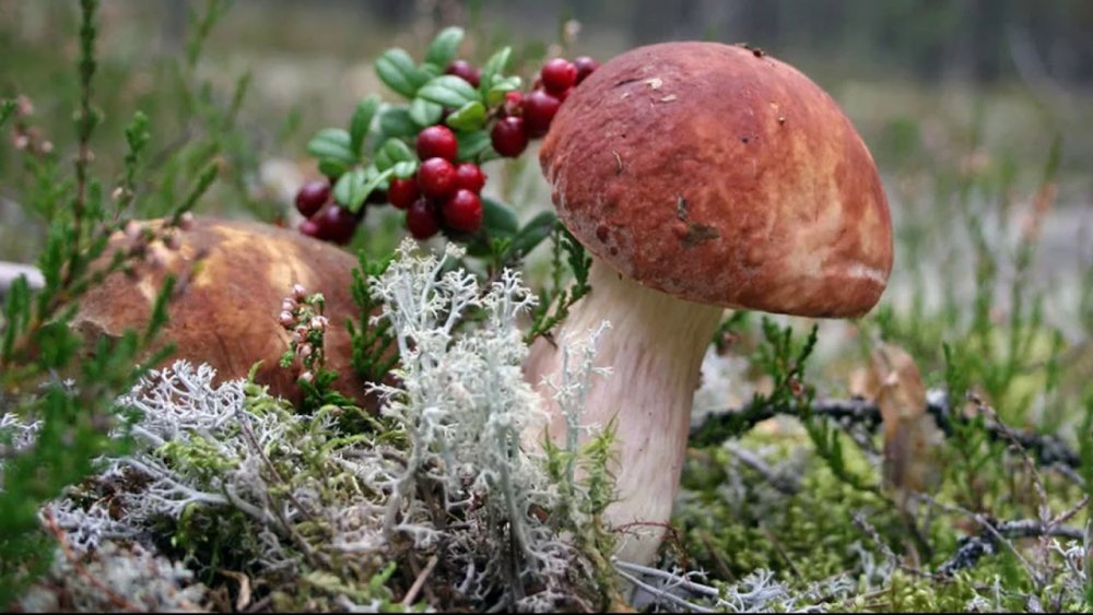 Карелия ягель ягоды грибы