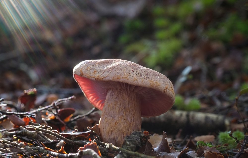Фото осеннего леса с грибами