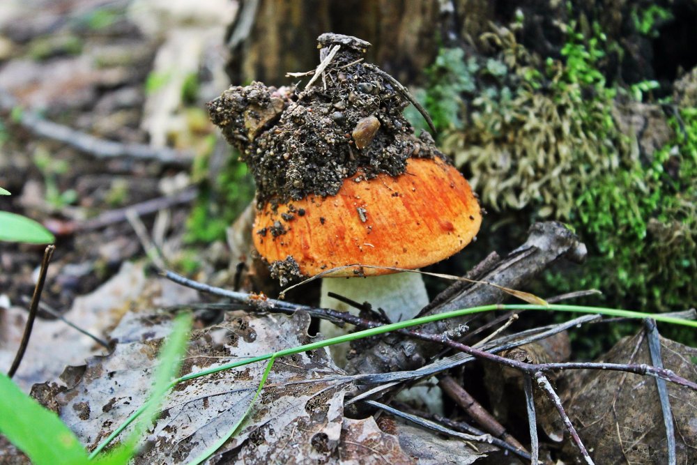 Киров лес грибы