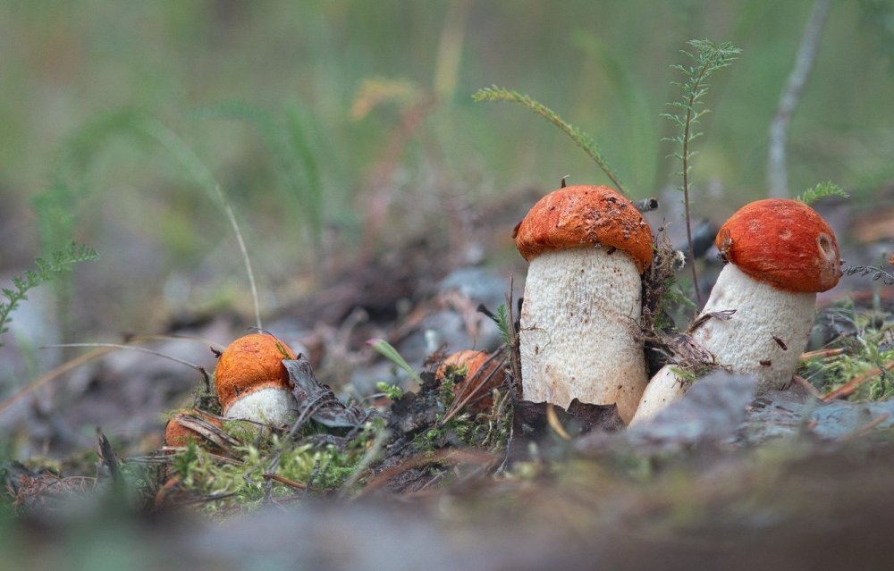 Лесные грибы Республики Коми