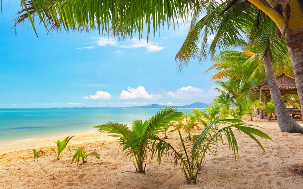 Море пляж пальмы